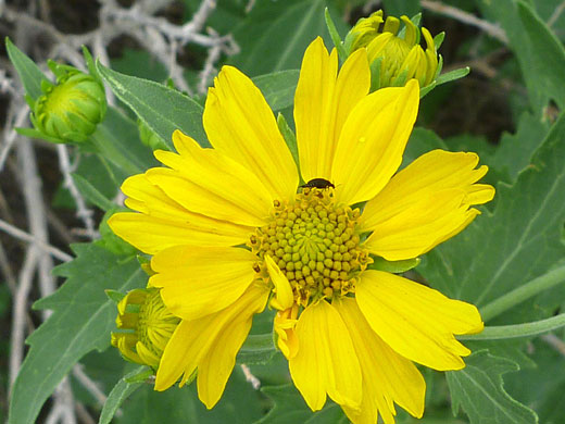 Flower and buds