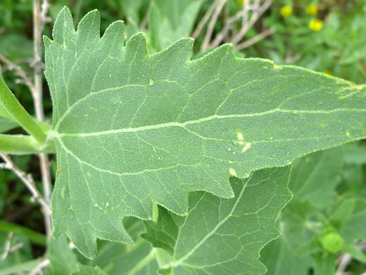 Triangular leaf