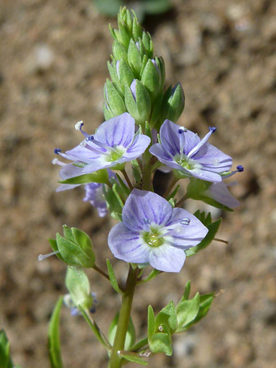 Water Speedwell; Veronica anagallis-aquatica near Badger Springs, Agua Fria National Monument, Arizona