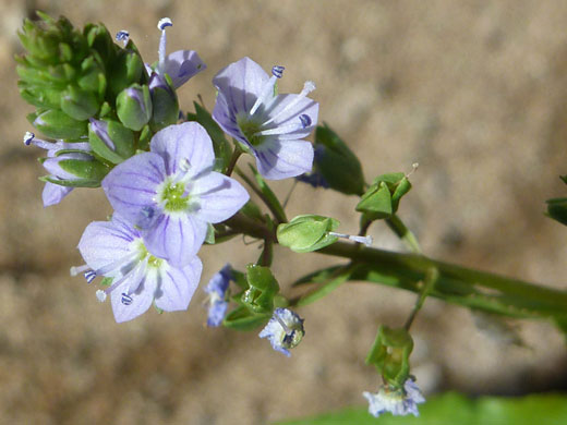 Flowers and buds