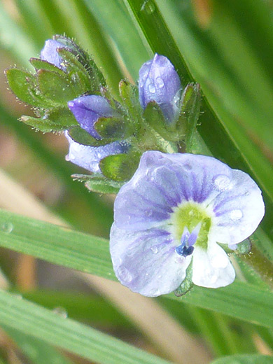 Thyme-Leaved Speedwell; Veronica serpyllifolia ssp humifusa along the Titcomb Basin Trail, Wind River Range, Wyoming