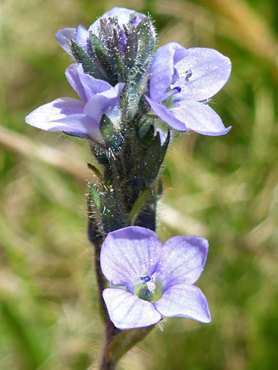 American Alpine Speedwell; Veronica wormskjoldii, Bishops Pass Trail, Sierra Nevada, California