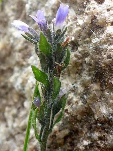 Upper stem leaves