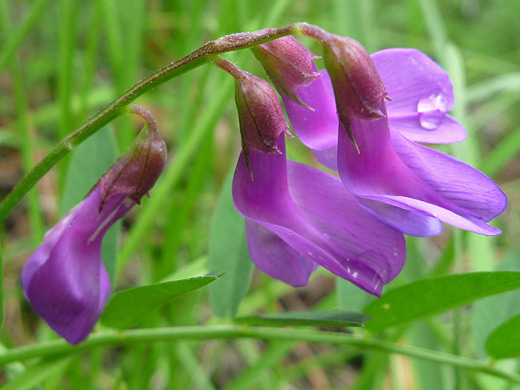 American Vetch; American vetch (vicia americana), along the Cerro Grande Trail, Bandelier National Monument, New Mexico