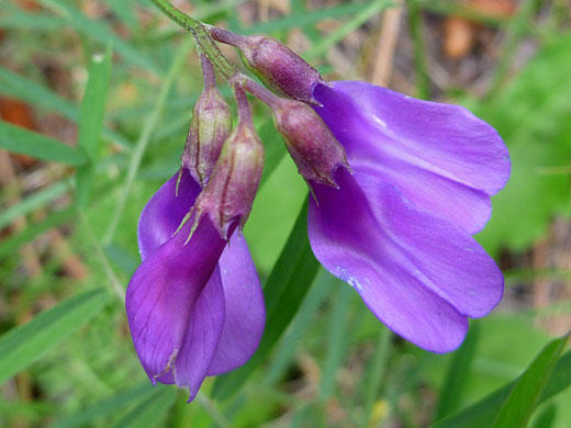 American Vetch
