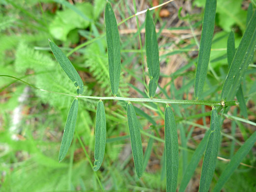 Compound leaf