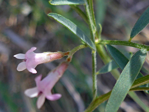 Louisiana Vetch; Stems and leaves of vicia ludoviciana, Fort Davis National Historic Site, Arizona