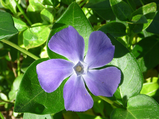 Bigleaf Periwinkle; Five petaled flower of bigleaf periwinkle (vinca major), along the trail to Gaviota Peak in Gaviota State Park