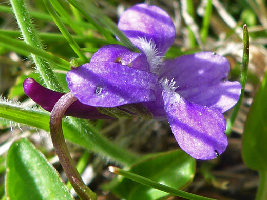 Blue Violet; Viola adunca (blue violet), Cottonwood Lakes Trail, Sierra Nevada, California