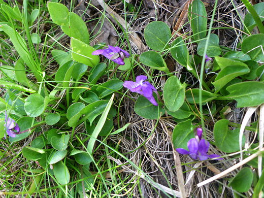 Blue Violet