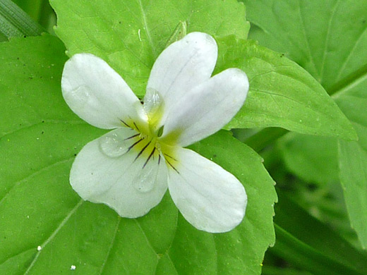 Canadian White Violet; Viola canadensis (Canadian white violet), along the Cerro Grande Trail in Bandelier National Monument, New Mexico