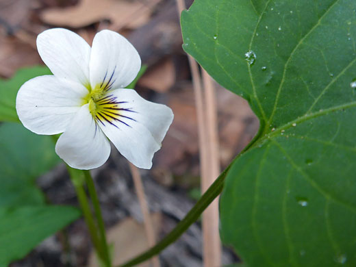 Single flower