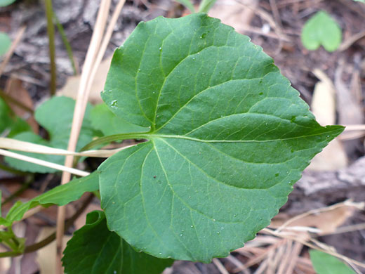 Broad leaf