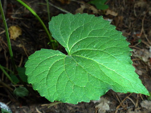 Heart-shaped leaf