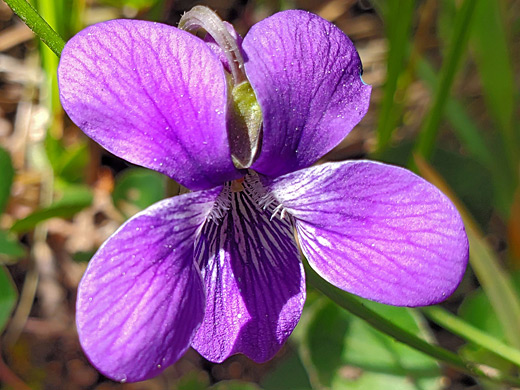 White-centered flower