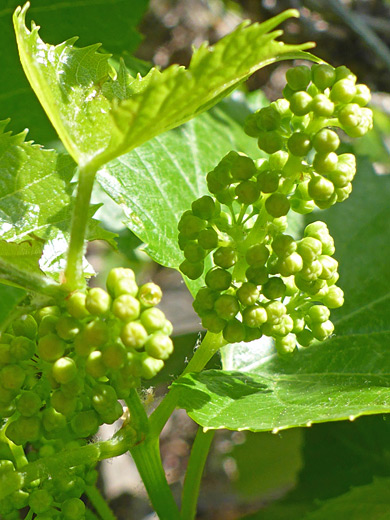 Canyon Grape; Canyon grape (vitis arizonica), Picture Canyon, Flagstaff, Arizona