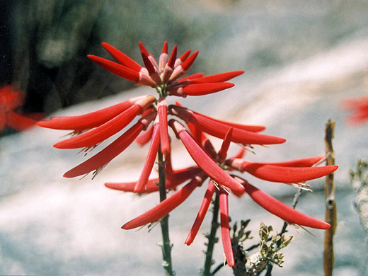 Western Coral Bean; Western coral bean (erythrina flabelliformis), Sabino Canyon, Arizona