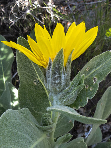 Woolly Mule's-Ears; Large yellow flowerhead of wyethia mollis - near Lee Vining Creek, Mono Lake, California