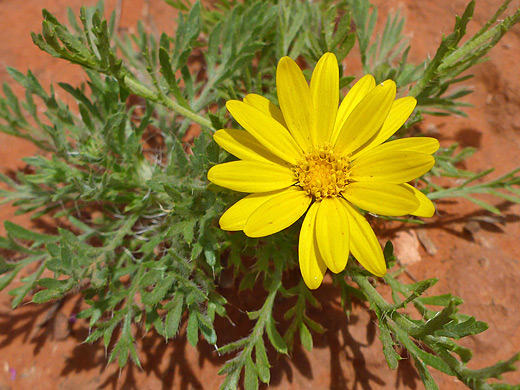 Slender Goldenweed; Yellow flowerhead of xanthisma gracile - Woods Canyon Trail, Sedona, Arizona