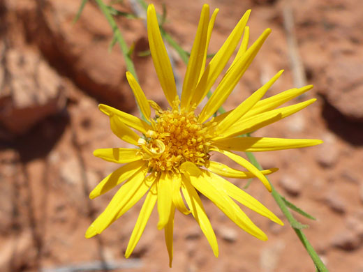 Narrow ray florets