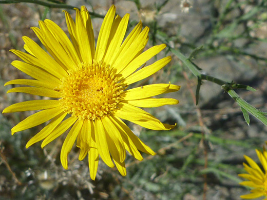 Spiny Goldenbush; Yellow flower of xanthisma spinulosum, in Ford Canyon, White Tank Mountains, Arizona