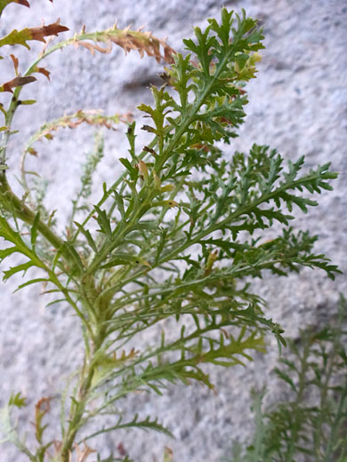 Foliage