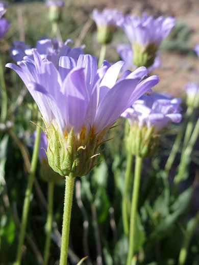 Mojave Aster