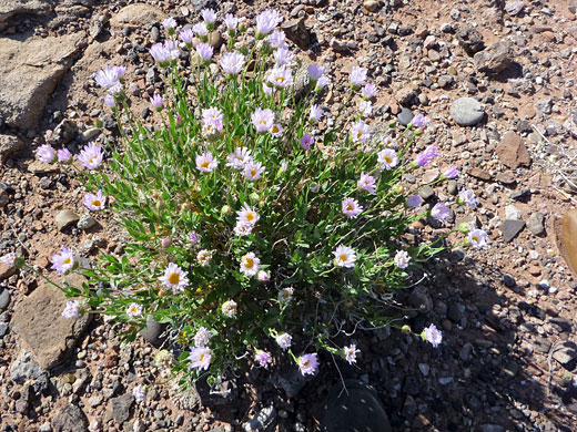 Large clump