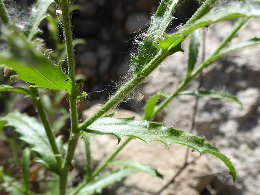 Hairy stems