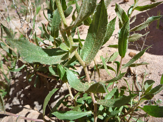Green leaves