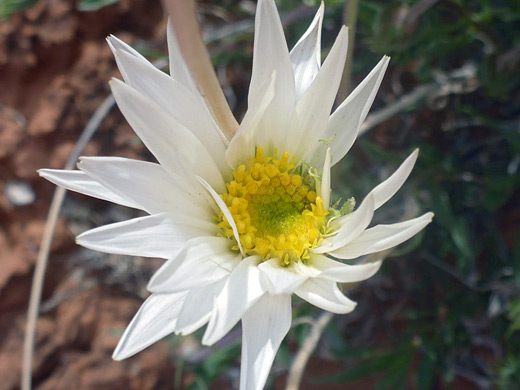 Cisco Woodyaster; White rays and yellow discs - xylorhiza venusta at Little Egypt, Utah