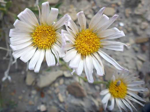 Three flowerheads