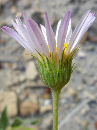 Lanceolate phyllaries