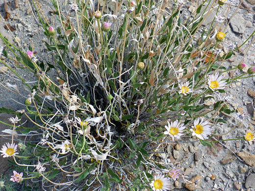 Plant in situ