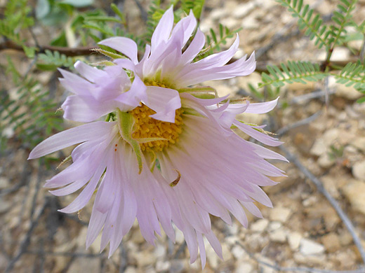 Big Bend Woody Aster; Pale pink ray florets - xylorhiza wrightii, Dome Trail, Big Bend Ranch State Park, Texas