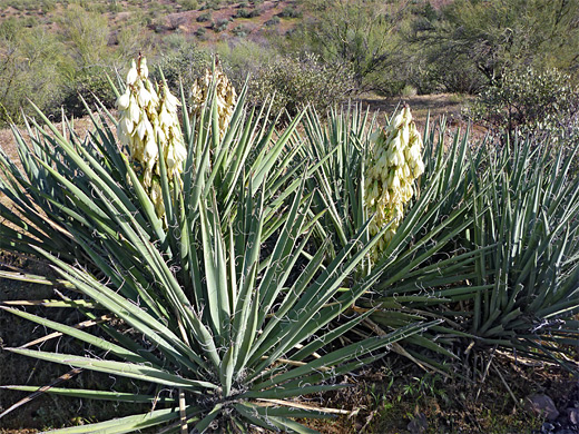 Yucca baccata, banana yucca