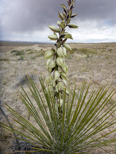 Navajo Yucca, Glen Canyon NRA, Utah