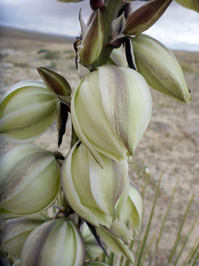 Pale yellow flowers
