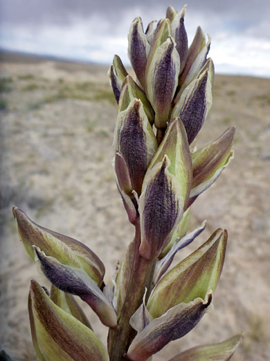 Navajo Yucca
