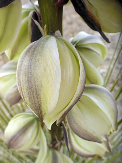 Bell-shaped flowers