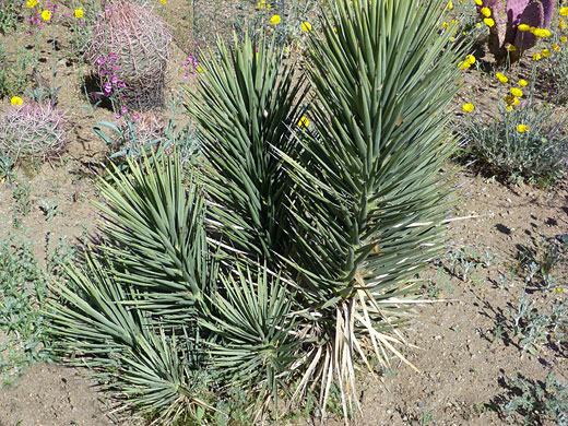 Miniature Joshua tree