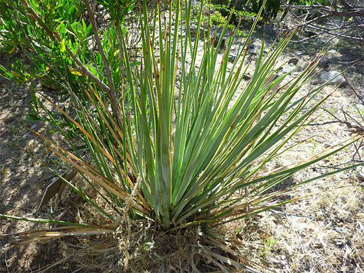 Buckley's yucca