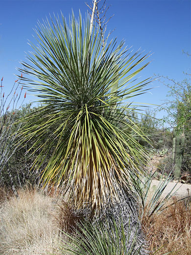 Large leaf rosette