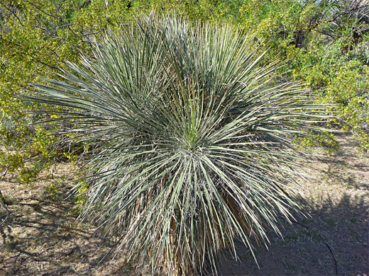 Soaptree yucca leaves