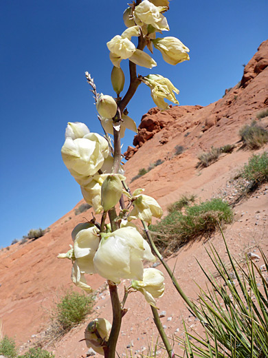 Flowers of yucca elata