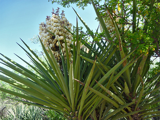 Yucca treculeana, Spanish dagger