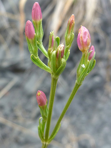 Monterey Centaury; Pink corollas and green calyces of zeltnera muehlenbergii, at Sisters Rocks State Park, Oregon