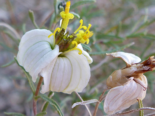 Desert Zinnia; Zinnia acerosa, Ironwood Forest National Monument, Arizona