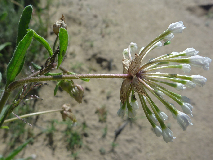 Stem and bracts