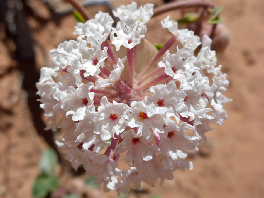 White flowers